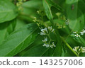White Shikibu Flower 143257006