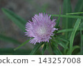Stokesia rurikomachi 143257008