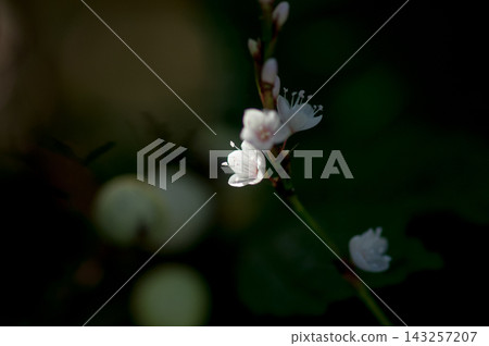 信濃川安良木堤上的白花櫻花館 信濃川安良木堤上的白花櫻花館 143257207