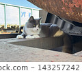 Gray and white stray cat resting on rusty metal train chassis 143257242