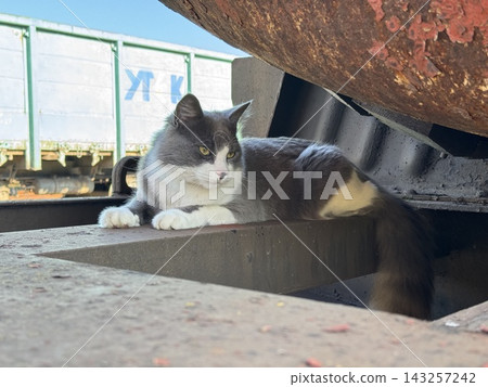 Gray and white stray cat resting on rusty metal train chassis Gray and white stray cat resting on rusty metal train chassis 143257242