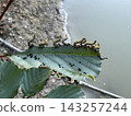 Group of sawfly larvae eating green leaf beside riverbank 143257244
