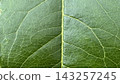 Detailed Close up View of Vibrant Green Leaf Vein Texture 143257245