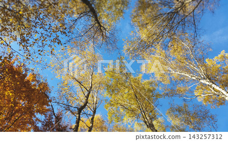 Slender birch trees with golden leaves against a deep blue autumn sky Slender birch trees with golden leaves against a deep blue autumn sky 143257312