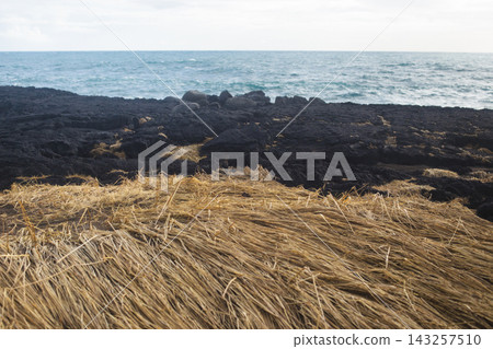 Dry grass and black lava rocks on Iceland coast with ocean Dry grass and black lava rocks on Iceland coast with ocean 143257510