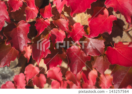 Full frame texture of vibrant red Boston ivy leaves in autumn Full frame texture of vibrant red Boston ivy leaves in autumn 143257564