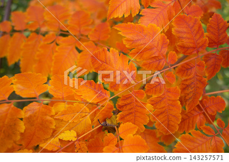 close-up of beautiful yellowed leaves on a tree in autumn close-up of beautiful yellowed leaves on a tree in autumn 143257571