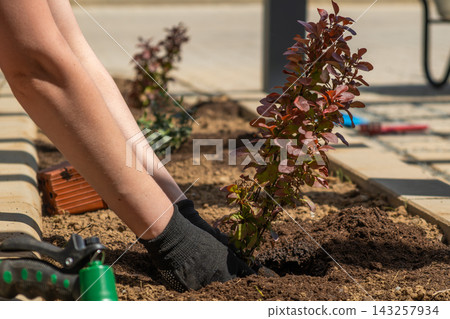 A gardener is planting vibrant red foliage shrubs in the ground at a landscaping site. The workers gloved hands are carefully placing the plants, surrounded by freshly turned soil and gardening tools A gardener is planting vibrant red foliage shrubs in the ground at a landscaping site. The workers gloved hands are carefully placing the plants, surrounded by freshly turned soil and gardening tools 143257934