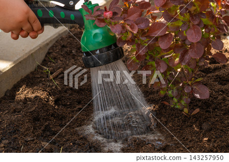 Irrigating soil using a green watering nozzle to nurture plants in garden bed.  143257950