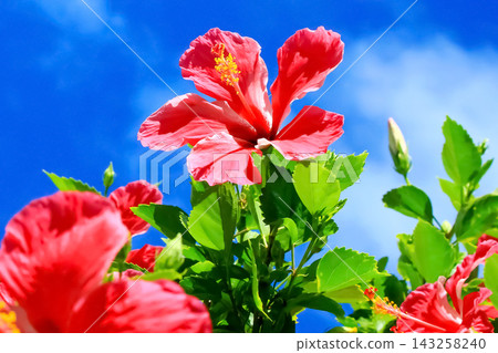 沖繩的藍天和紅芙蓉 沖繩的藍天和紅芙蓉 143258240