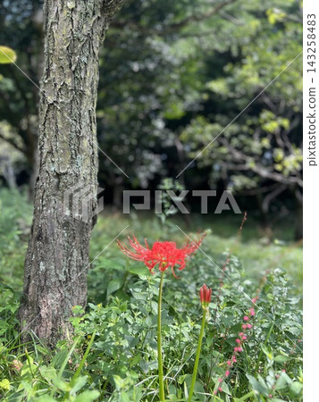 一朵嬌嫩的紅色蜘蛛百合在綠樹的蔭蔽下盛開。 一朵嬌嫩的紅色蜘蛛百合在綠樹的蔭蔽下盛開。 143258483