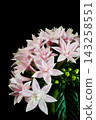 Double-flowered pentas in full bloom 143258551