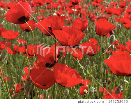 Spring bloom of wild poppies (Papaver) 143258653