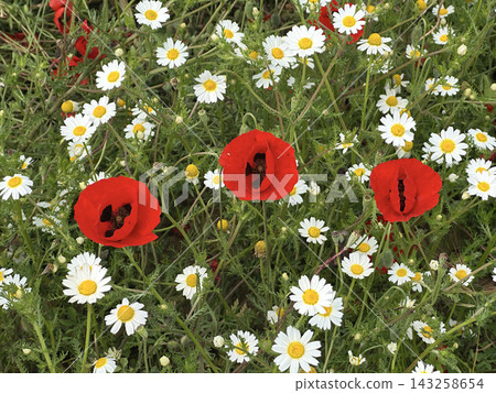 Spring bloom of wild poppies (Papaver) Spring bloom of wild poppies (Papaver) 143258654