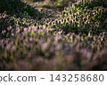 A carpet of flowers: A spring scene featuring Lamium amplexicaule. A carpet of flowers: A spring scene featuring Lamium amplexicaule. 143258680
