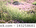 A carpet of flowers: A spring landscape featuring shepherd's purse and dwarf henbit. A carpet of flowers: A spring landscape featuring shepherd's purse and dwarf henbit. 143258681
