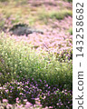 A carpet of flowers: A spring landscape featuring shepherd's purse and dwarf henbit. A carpet of flowers: A spring landscape featuring shepherd's purse and dwarf henbit. 143258682