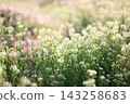 A carpet of flowers: A spring landscape featuring shepherd's purse and dwarf henbit. A carpet of flowers: A spring landscape featuring shepherd's purse and dwarf henbit. 143258683