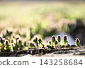 Lamium amplexicaule peeking out from a tree stump - a spring scene Lamium amplexicaule peeking out from a tree stump - a spring scene 143258684