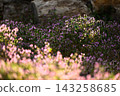 A carpet of flowers: A spring scene featuring Lamium amplexicaule. A carpet of flowers: A spring scene featuring Lamium amplexicaule. 143258685