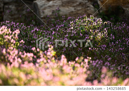 花毯：以抱莖野芝麻（Lamium amplexicaule）為特色的春日景象。 143258685