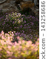 A carpet of flowers: A spring scene featuring Lamium amplexicaule. A carpet of flowers: A spring scene featuring Lamium amplexicaule. 143258686