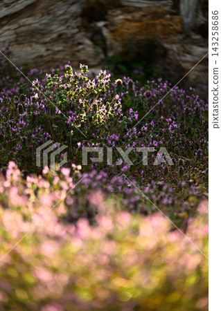 花毯:以抱莖野芝麻(Lamium amplexicaule)為特色的春日景象。 花毯:以抱莖野芝麻(Lamium amplexicaule)為特色的春日景象。 143258686