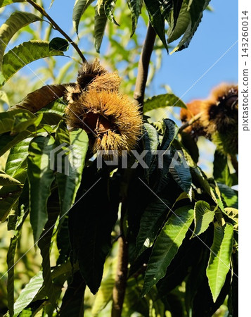 Chestnuts on the tree Chestnuts on the tree 143260014