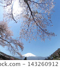 山梨郡忍野村的櫻花和富士山 143260912