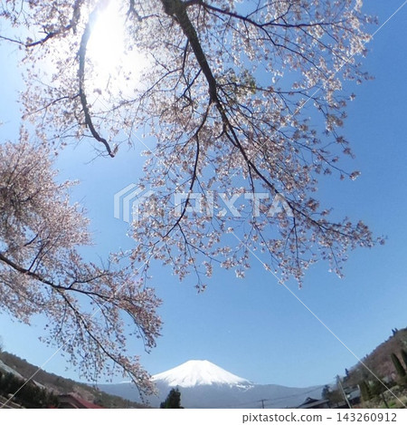 山梨郡忍野村的櫻花和富士山 山梨郡忍野村的櫻花和富士山 143260912