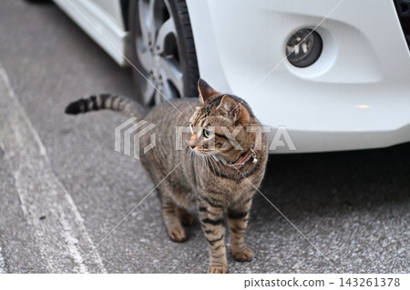 Petticoat cat in the parking lot Petticoat cat in the parking lot 143261378