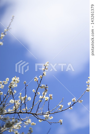 White plum blossoms and branches blooming against the blue sky White plum blossoms and branches blooming against the blue sky 143261379