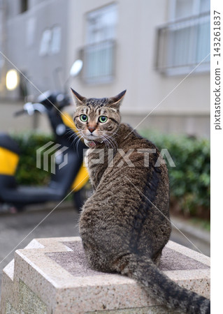 Kijitra cat taking a walk Kijitra cat taking a walk 143261837