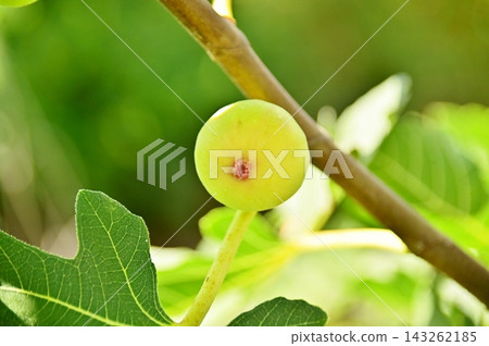 Young, pale green fig fruits Young, pale green fig fruits 143262185