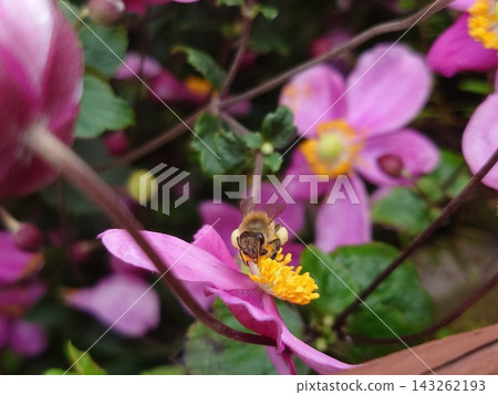 蜜蜂採集花粉 蜜蜂採集花粉 143262193