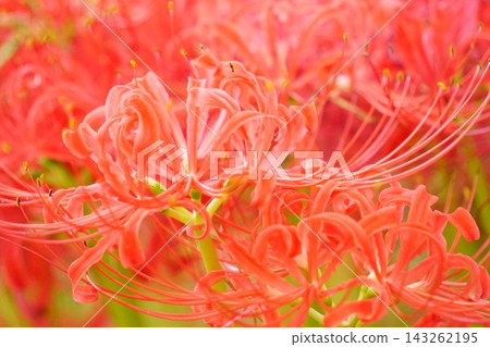 秋季花卉：紅蜘蛛百合（15） 143262195