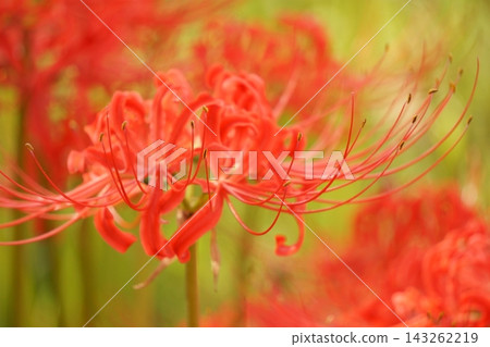 美麗的紅色彼岸花，帶有雄蕊和雌蕊（3） 143262219