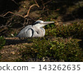 Great Blue Heron in the Oike Garden of the Kyoto Imperial Palace Great Blue Heron in the Oike Garden of the Kyoto Imperial Palace 143262635