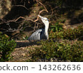 Great Blue Heron in the Oike Garden of the Kyoto Imperial Palace Great Blue Heron in the Oike Garden of the Kyoto Imperial Palace 143262636