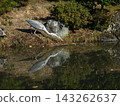 Great Blue Heron in the Oike Garden of the Kyoto Imperial Palace Great Blue Heron in the Oike Garden of the Kyoto Imperial Palace 143262637