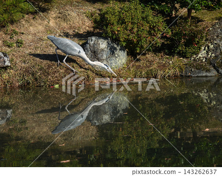 京都御所禦池庭園中的大藍鷺 京都御所禦池庭園中的大藍鷺 143262637
