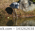 Great Blue Heron in the Oike Garden of the Kyoto Imperial Palace Great Blue Heron in the Oike Garden of the Kyoto Imperial Palace 143262638