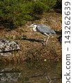 Great Blue Heron in the Oike Garden of the Kyoto Imperial Palace Great Blue Heron in the Oike Garden of the Kyoto Imperial Palace 143262639