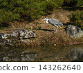 Great Blue Heron in the Oike Garden of the Kyoto Imperial Palace Great Blue Heron in the Oike Garden of the Kyoto Imperial Palace 143262640