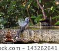 Kyoto Imperial Garden Birdbath Kyoto Imperial Garden Birdbath 143262641