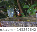Kyoto Imperial Garden, Birdbath, Varied Tit (Japanese Tit) Kyoto Imperial Garden, Birdbath, Varied Tit (Japanese Tit) 143262642