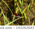 Kamo River - Japanese Damselfly Kamo River - Japanese Damselfly 143262643