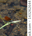 Kamo River - Japanese Damselfly Kamo River - Japanese Damselfly 143262644
