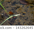 Kamo River - Japanese Damselfly Kamo River - Japanese Damselfly 143262645