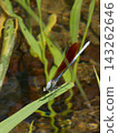 Kamo River - Japanese Damselfly Kamo River - Japanese Damselfly 143262646